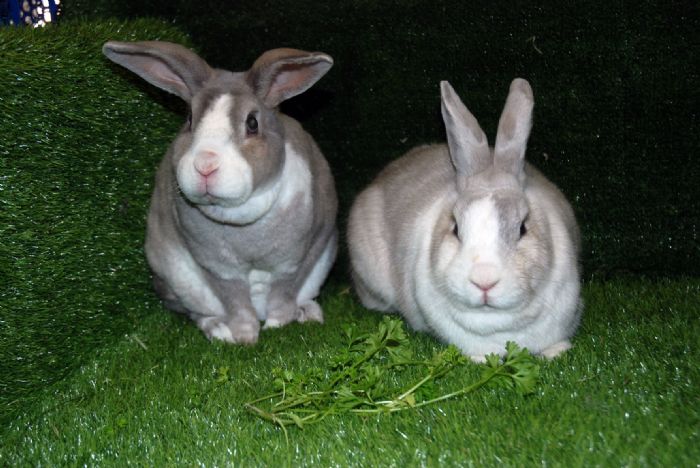 INFANTICIDE - mutilation of new-borns : CottonTails Rabbit & Guinea Pig  Rescue